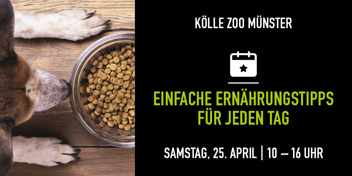 Weiß-braun gefleckter Hund sitzt vor einem vollen Futternapf