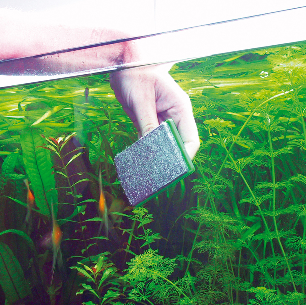 JBL Algenmagnet: Für Aquarienbesitzer, entfernt Algen mühelos. Perfekt für saubere Scheiben.