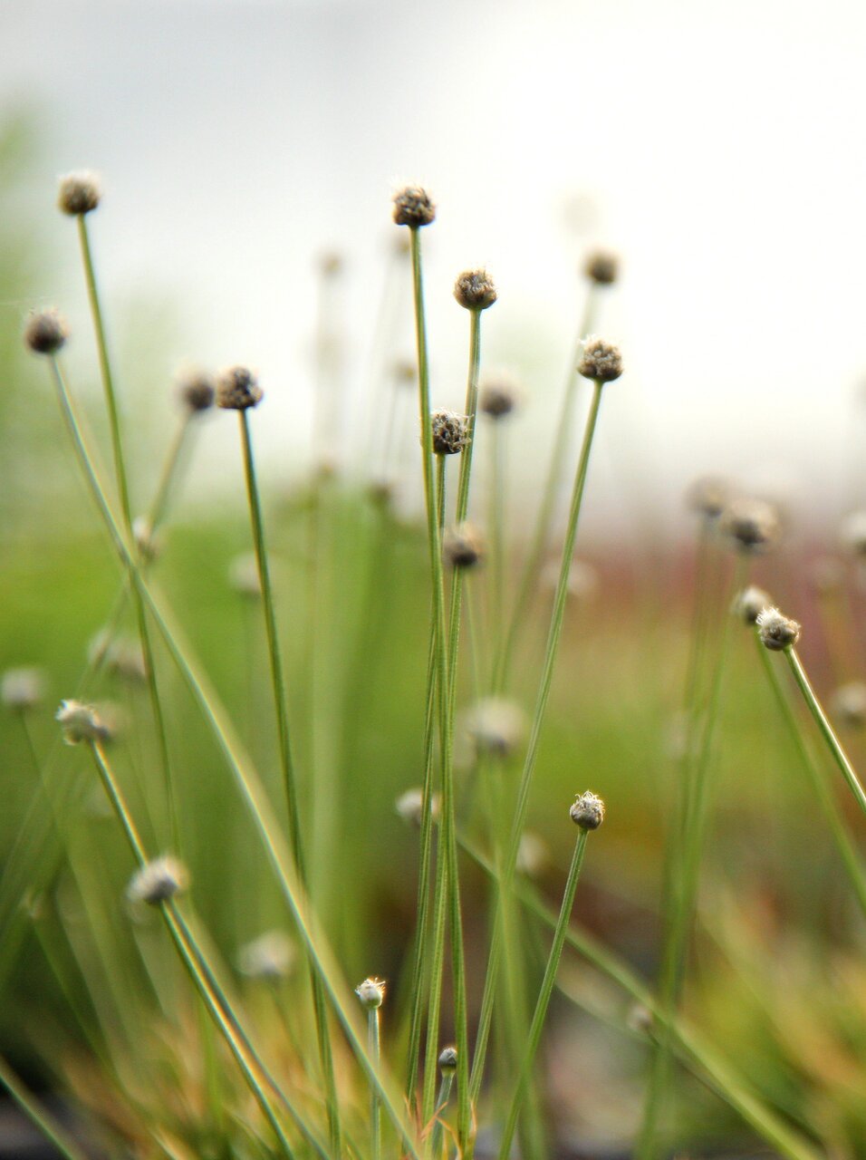 Nahaufnahme von grünen Pflanzenstängeln mit kugelförmigen Blütenknospen, natürl. Umfeld, unscharfer Hintergrund, ruhiger botan. Eindruck.