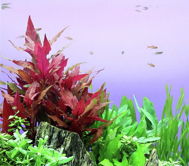 ALOHA Alternanthera reineckii ROT
