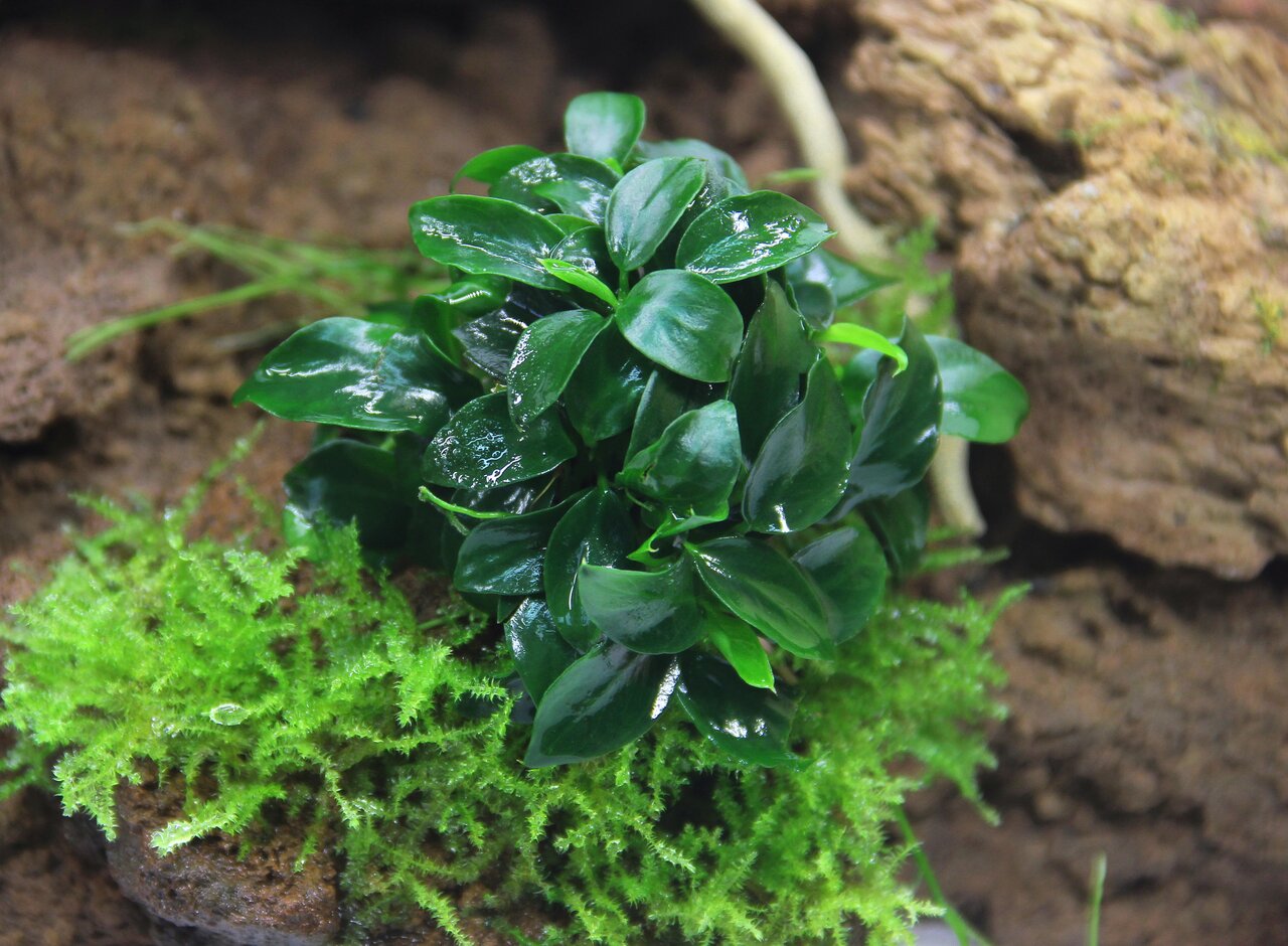 ALOHA Aquarienpflanze, dunkelgrüne Blätter, ideal f. Aquarienliebhaber, nat. Gestaltung, auf Moos+Steinen präsentiert.