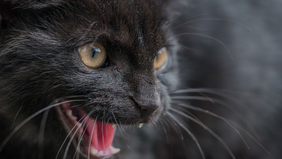 Schwarze Katze mit aufgerissenem Maul, anscheinend fauchend.