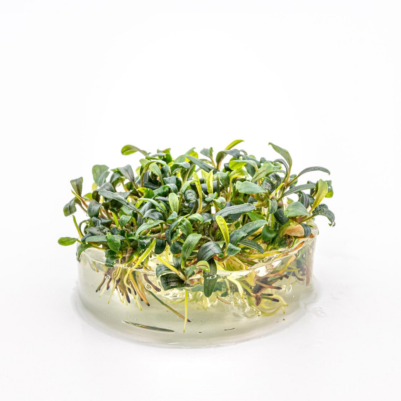 ALOHA Wasserpflanzen, für Aquarienliebhaber, grün & frisch, ideal für nat. Umgebung, im Gelmedium, dichter Wuchs, transparent Behälter.