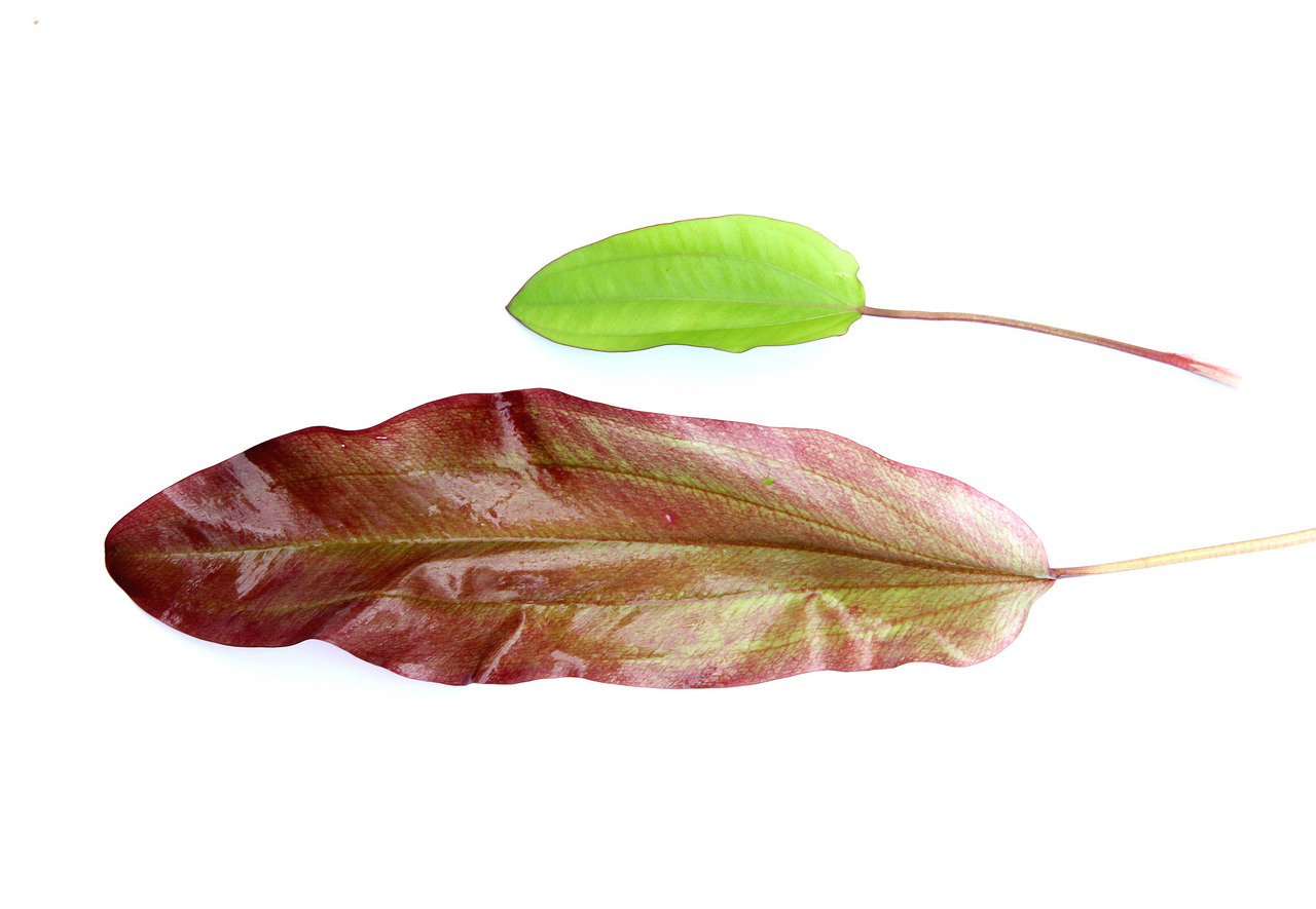Echinodorus Aflame, Wasserpflanze für Aquarien, rötlich-grün & hellgrün, ideal für lebendige, natürliche Optik.