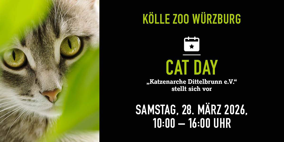 Getigerte Katze schaut durch Blätter, Eventdetails und Vorteile rechts.