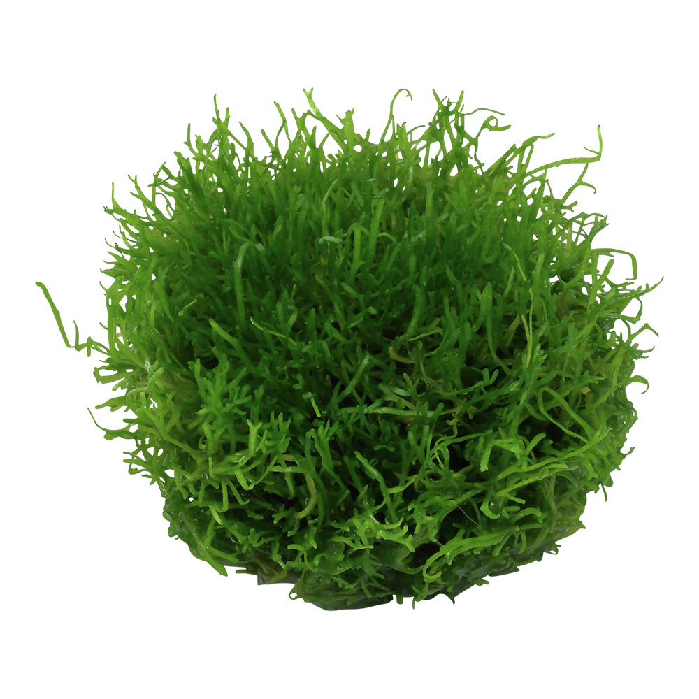 Tropica Taxiphyllum 'Spiky', leuchtend grüne Aquarienpflanze, ideal für Garnelen & kleine Fische, pflegeleicht, dekorativ.