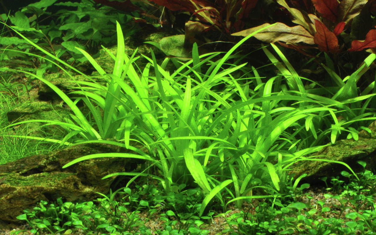 Sagittaria subulata