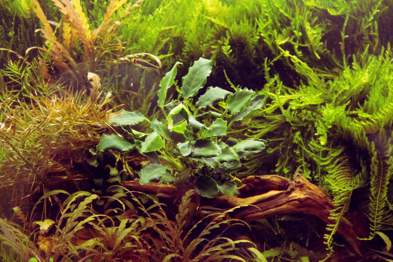 Üppig bepflanztes Aquarium mit Moosen, Farnen, breitblättrigen Pflanzen & Treibholz – natürliche, lebendige Unterwasserlandschaft.