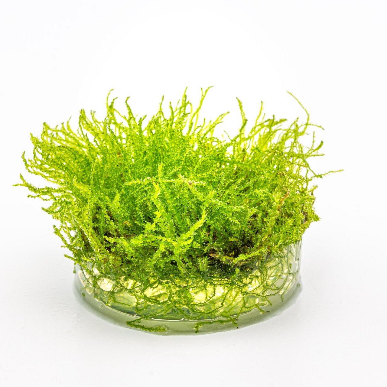 Das Bild zeigt ein leuchtend grünes Javamoos (Taxiphyllum barbieri) in einer transparenten Schale mit Wasser. Das Moos ist dicht gewachsen und hat eine filigrane, strukturierte Oberfläche. Es eignet sich ideal für Aquarien und Terrarien, da es Sauerstoff 