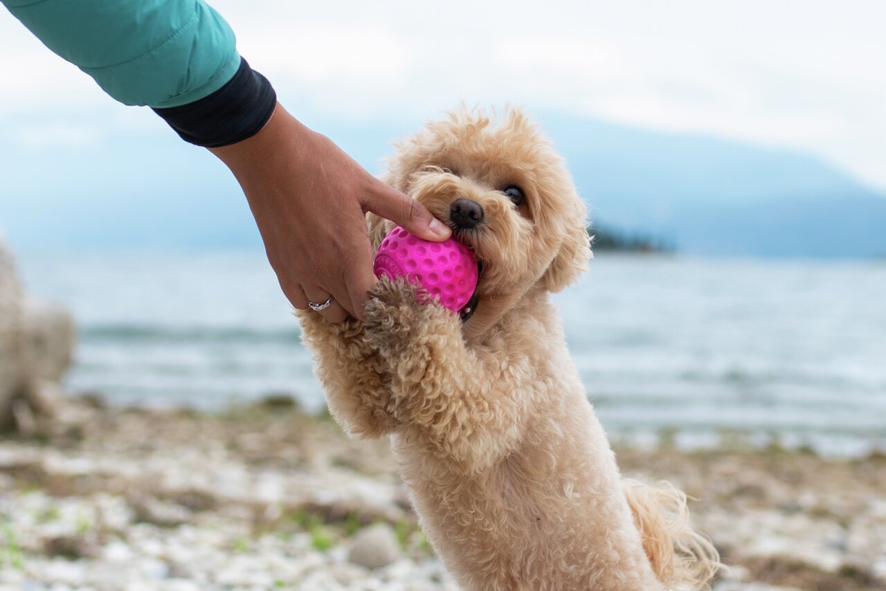Kiwi Walker Hundespielzeug, pinker Ball, für kl.-mittelgr. Hunde, ideal für aktives Spielen im Freien.
