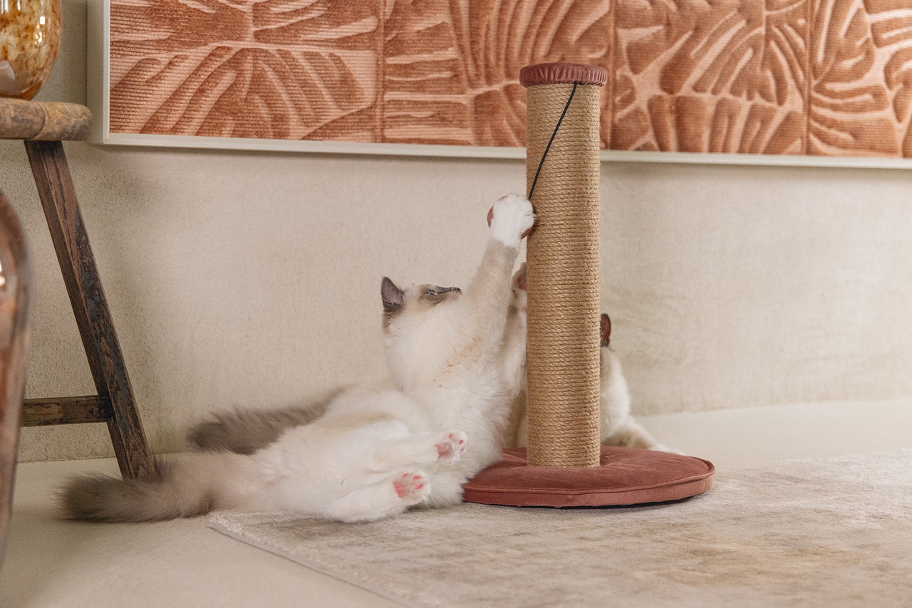 Kratzbaum „Designed by Lotte“ für Katzen, mit Sisal-Oberfläche, runder Basis (braun), inkl. Schnur, stilvoll, ideal zum Kratzen.