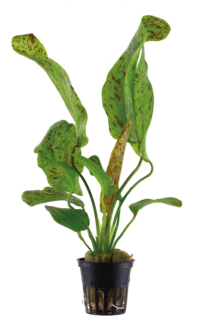 Tropica Nymphoides sp. 'Taiwan', Pflanze f. Süßwasseraquarien, grüne Blätter m. roten Sprenkeln, pflegeleicht, im schwarzen Topf.