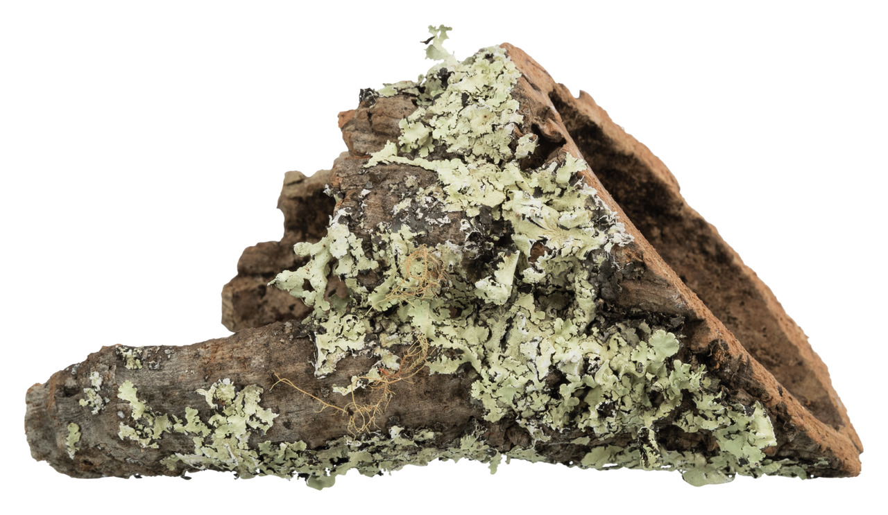 TRIXIE Korktunnel für Reptilien/Kleintiere, natürl. Kork, Versteck & Kletterelement, mit Flechten, Größe/Form variabel.