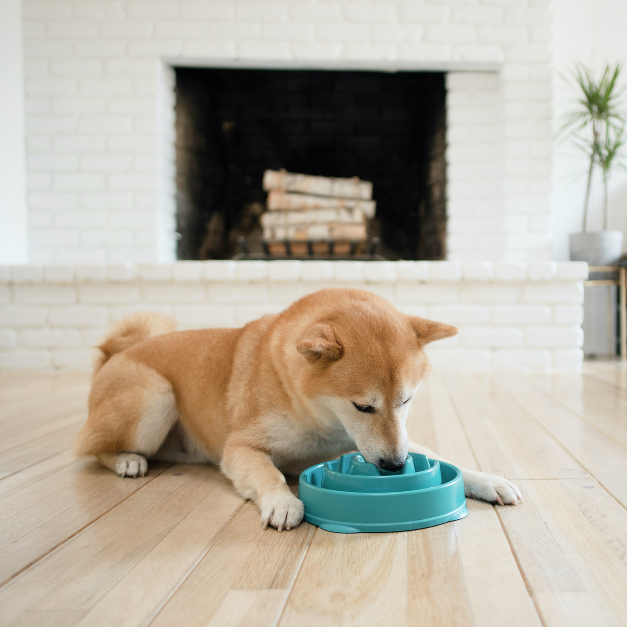 Outward Hound Fun Feeder Drop türkis M