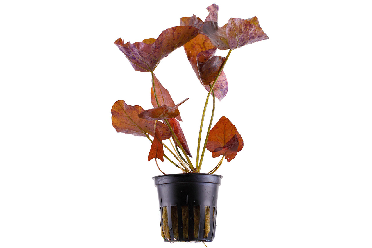 Tropica Tigerlotus-Pflanze (Nymphaea lotus 'Red') im Topf, ideal für Aquarien, Versteckmöglichk. für Fische, rotbraune Blätter.