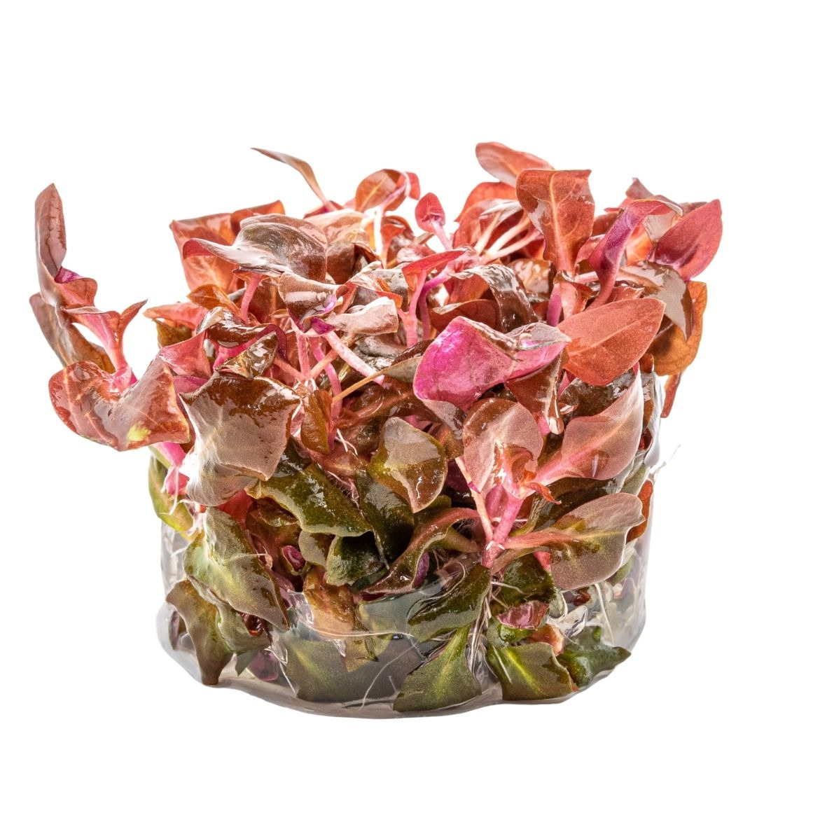 ALOHA Alternanthera rein. "Lila" Cup C101