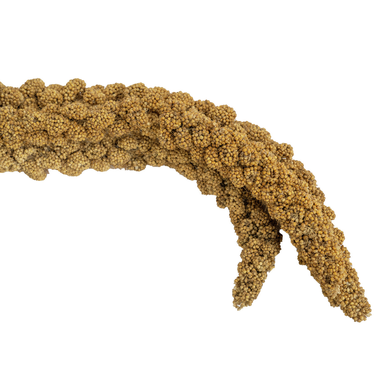 Lottis Piepmätze Kolbenhirse: Natürl. Futtermischung für Ziervögel (Wellensittiche, Kanarienvögel). Frisch, hochwertig, mehrere Kolben.