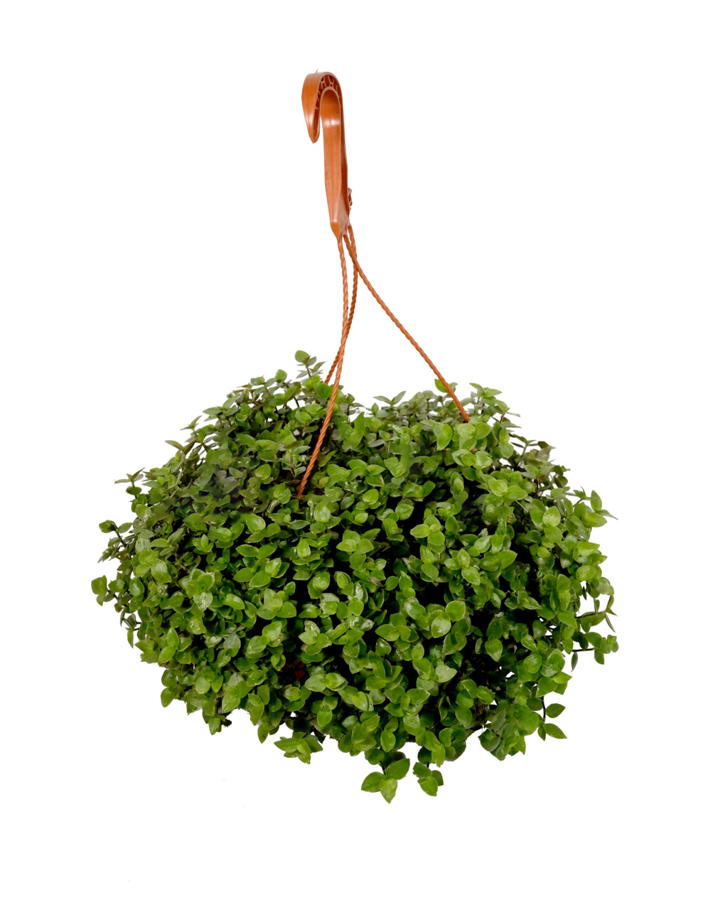 Üppiges Grünpflanzen-Arrangement im hängenden Topf mit Lederband, dichte grüne Blätter, modern, platzsparend, ideal für Innenräume.