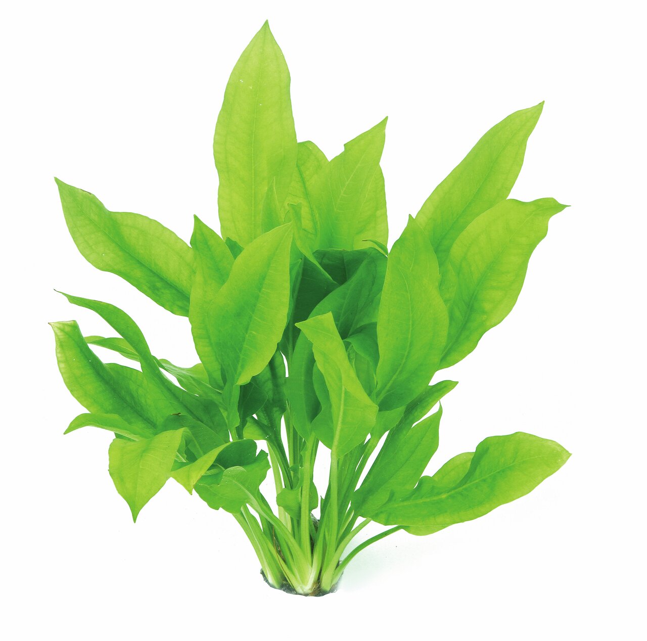 ALOHA Wasserpflanzenbündel, für Süßwasseraquarien, ideal für Fische, bietet Verstecke & natürliche Umgebung, lebendig grüne Blätter.