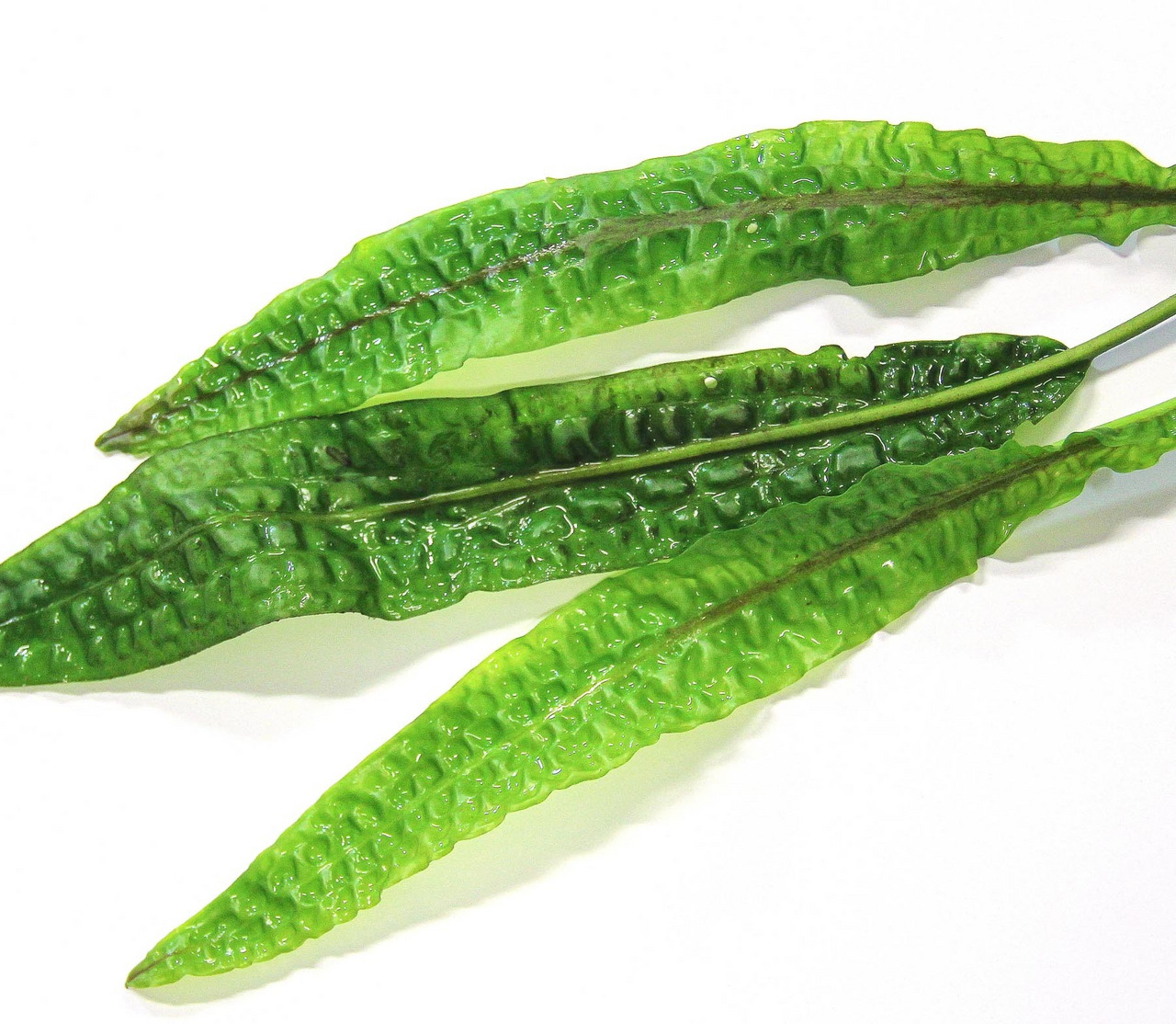 Aponogeton boivinianus, Wasserpflanze für Süßwasseraquarien, bietet Fischen Verstecke, grüne Blätter, frisch & strukturiert.