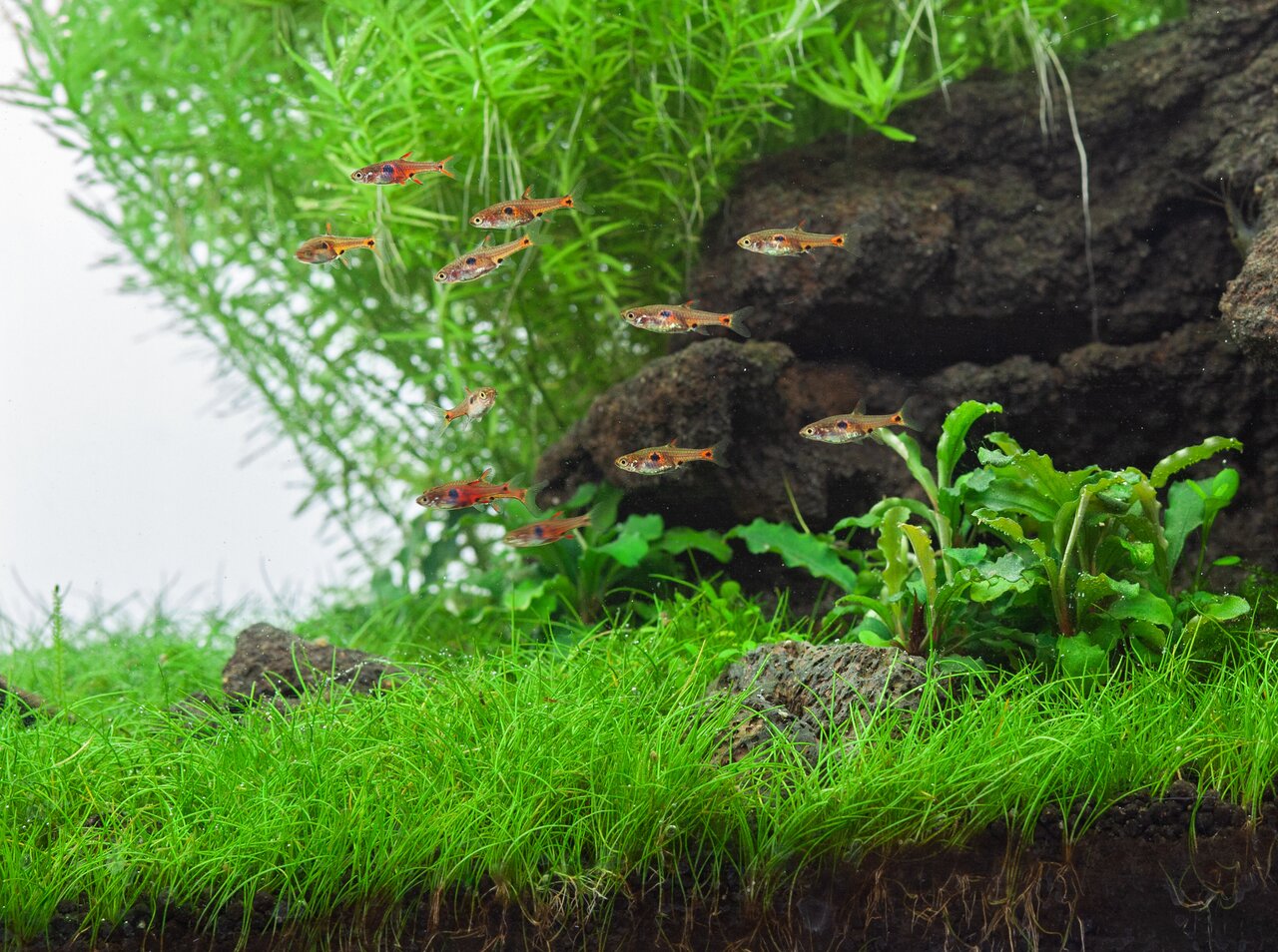 Lebendes Aquarium mit Boraras brigittae (Moskitobärblinge), farbenfroh, in bepflanztem Becken mit Bodendecker, Farnen, Moosen, Steinen.