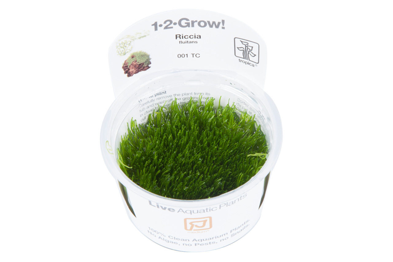 Tropica 1-2-Grow! Riccia fluitans, lebende Pflanze f. Aquarienliebhaber, algenfrei, 1 Portion, ideal f. kl.-mittelgr. Aquarien.