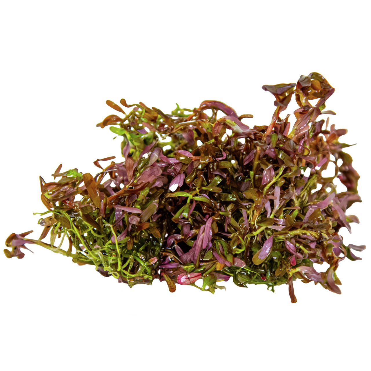 Rotala rotundifolia BLOOD RED 1-2-GROW