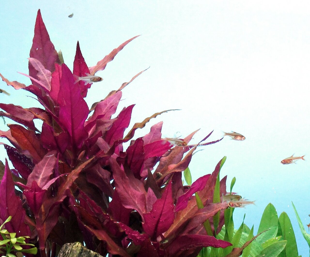 Üppige Wasserpflanze Alternanthera reineckii mit roten/violetten Blättern, ideal fürs Aquarium, schafft lebendige Unterwasserwelt.