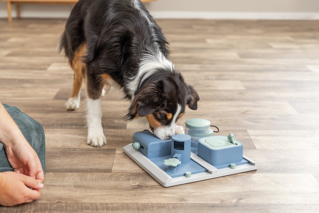 Hund spielt mit blauem TRIXIE-Intelligenzspielzeug für Hunde. Zielgruppe: Hunde, Menge unbekannt. Fördert Geschicklichkeitsspiele.
