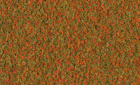 Das Bild zeigt eine Nahaufnahme von TetraMin Hauptfutter-Flocken für Zierfische. Die Flocken sind in verschiedenen Farben wie Orange, Rot und Grün zu sehen, was die ausgewogene Mischung aus Nährstoffen und Vitaminen symbolisiert. Zielgruppe sind Süßwasser
