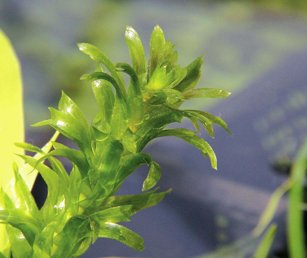 Nahaufnahme einer grünen Wasserpflanze mit glänzenden, schmalen Blättern, die Licht reflektieren und frisch wirken, im natürlichen Umfeld.