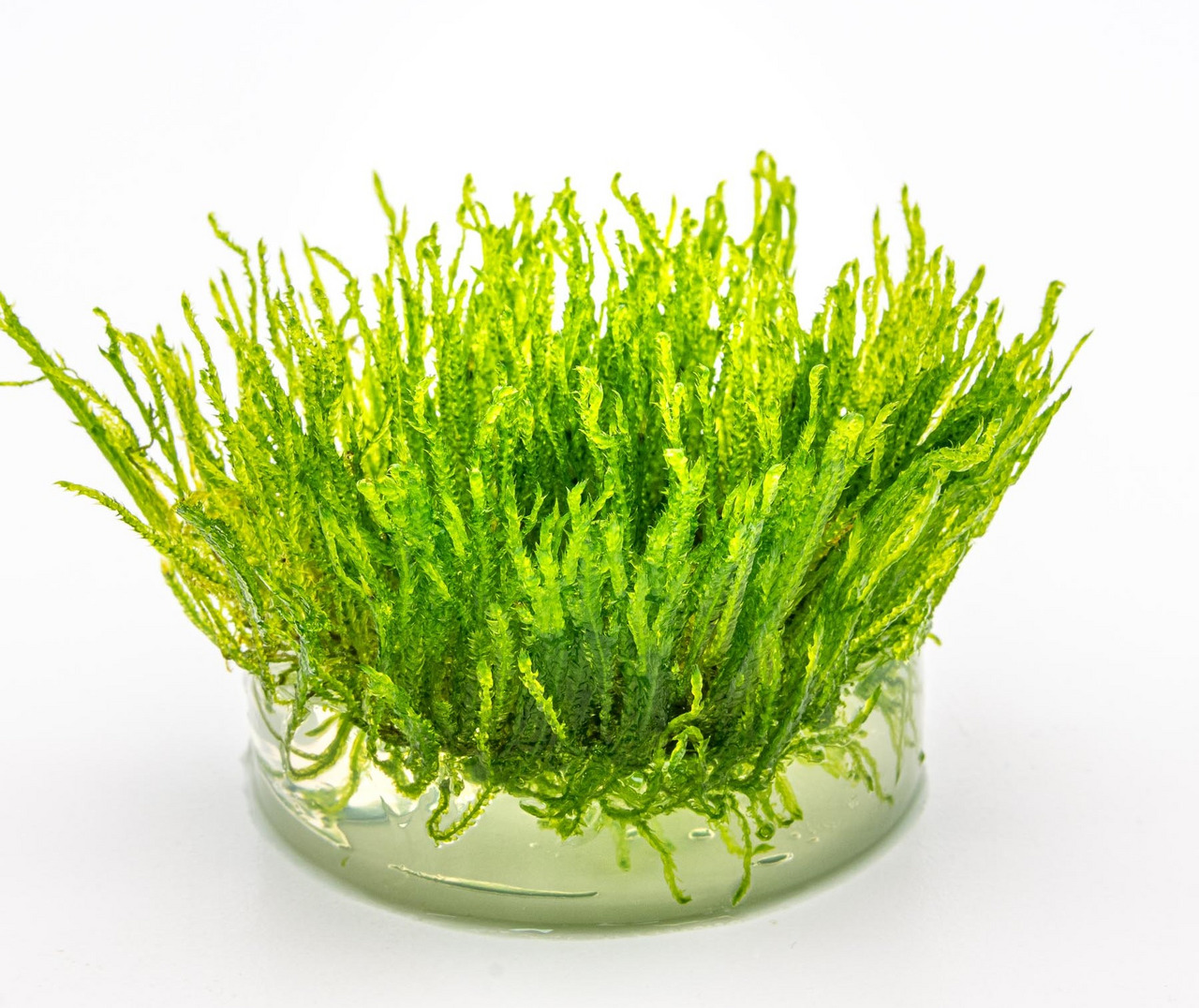Das Bild zeigt eine Nahaufnahme von leuchtend grünem Javamoos (Taxiphyllum barbieri) in einem transparenten Glasbehälter. Die Pflanze ist dicht gewachsen und hat eine lebendige, frische Farbe, die auf eine gesunde Qualität hinweist. Javamoos wird häufig i