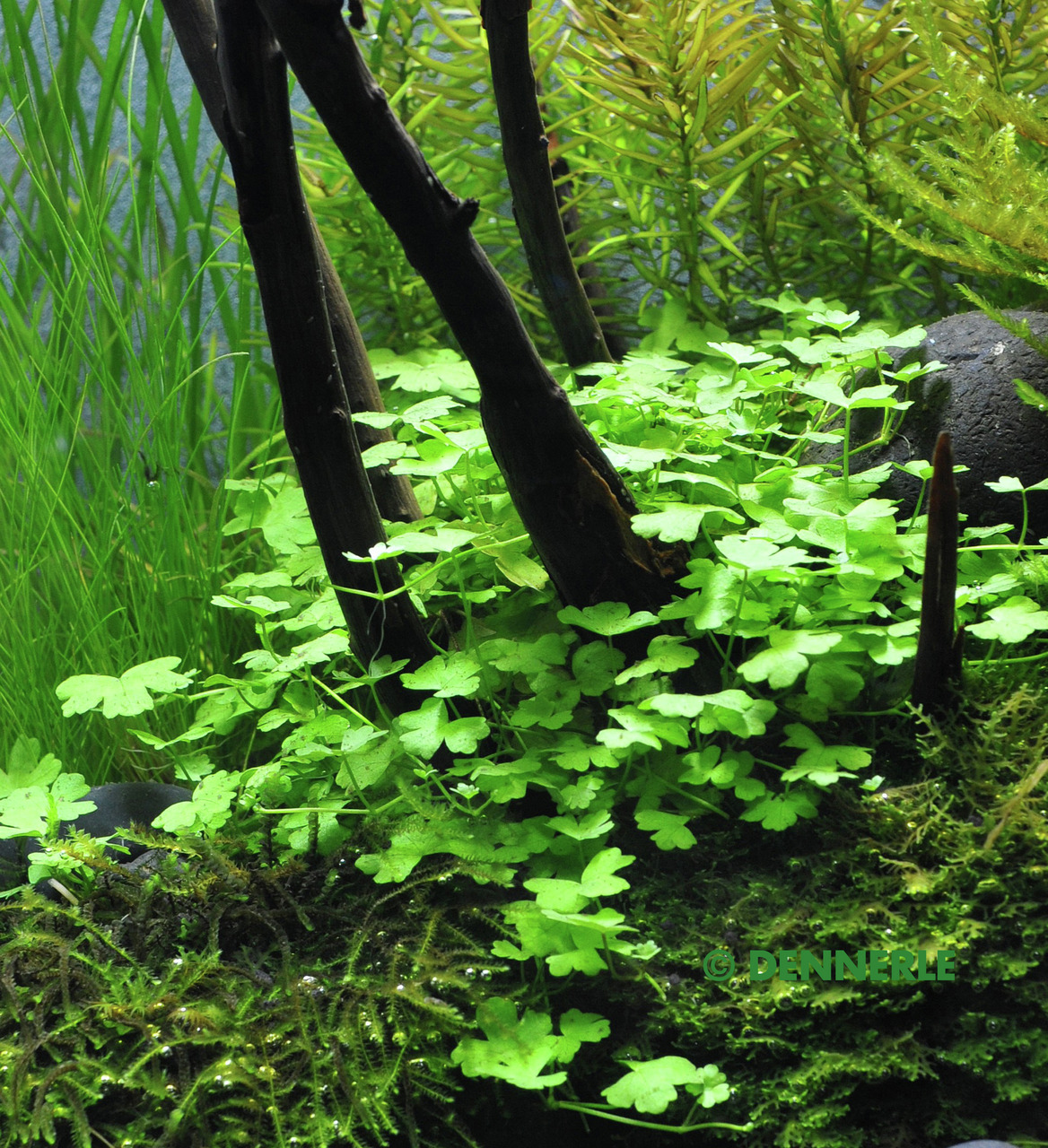 Dennerle Hydrocotyle tripartita, Aquarienpflanze, leuchtend grüne Blätter, kriechend, ideal für dichten Teppich im Aquarium.