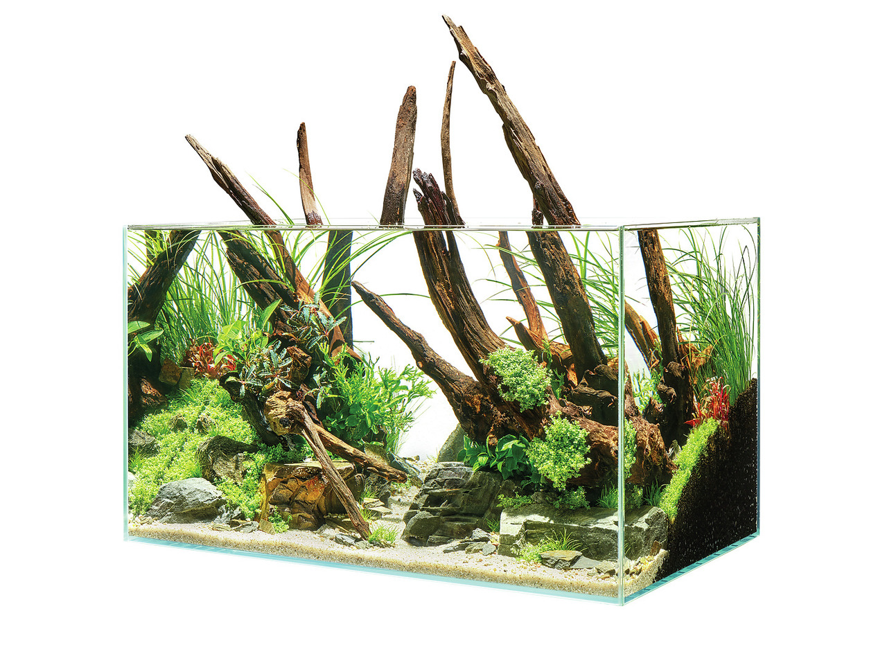 Oase Aquarium, ideal für Aquaristik-Fans, mit Holz, Steinen & Pflanzen für lebendige Unterwasserwelt. Klarglas für perfekte Sicht.