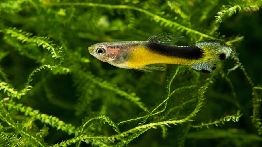 Endler Guppy schwimmt durch bepflanzte Strukturen im Aquarium