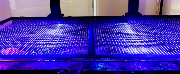 Red Sea Aquarium-Abdecknetz, für Aquarienbesitzer, Schutz vor Herausspringen, feinmaschig, leuchtet blau, sicher, Sicht bleibt klar.
