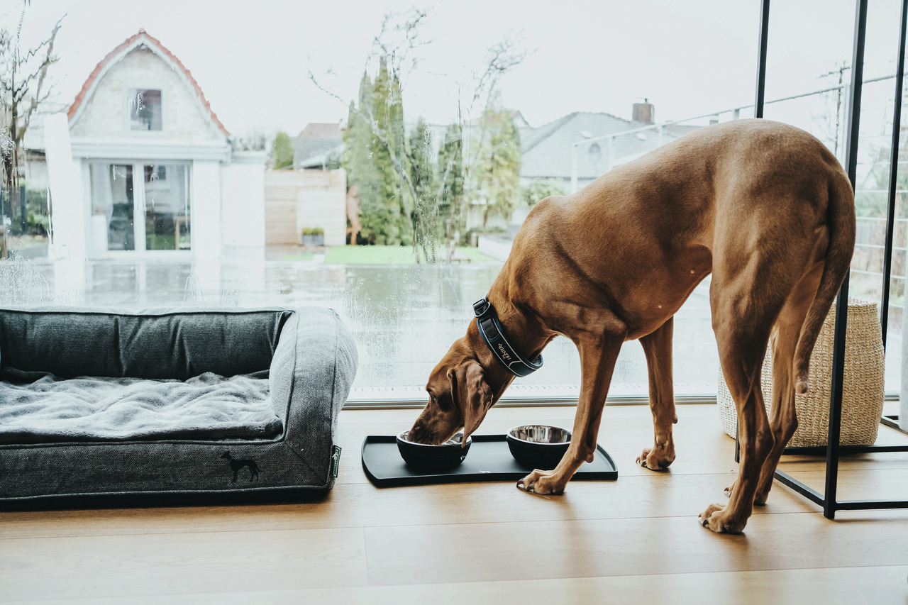 HUNTER Hundebett, grau, hochwertig, für Hunde. Zielgr.: Hundehalter. Moderne Wohnumgebung, regnerischer Gartenblick.