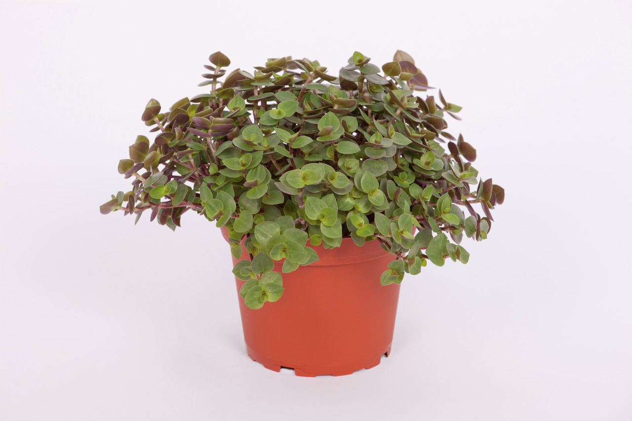 Roter Blumentopf mit üppiger, grüner Zimmerpflanze, ovalen, glänzenden Blättern & rötlich-braunen Akzenten, Hintergrund weiß.