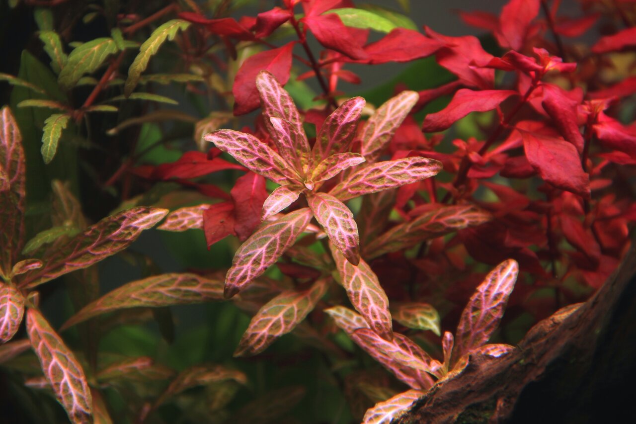 Nahaufnahme farbenfroher Aquarium-Wasserpflanzen: rot-grüne, filigrane Blätter vorn, leuchtend rote Blätter hinten, gesund & lebendig.