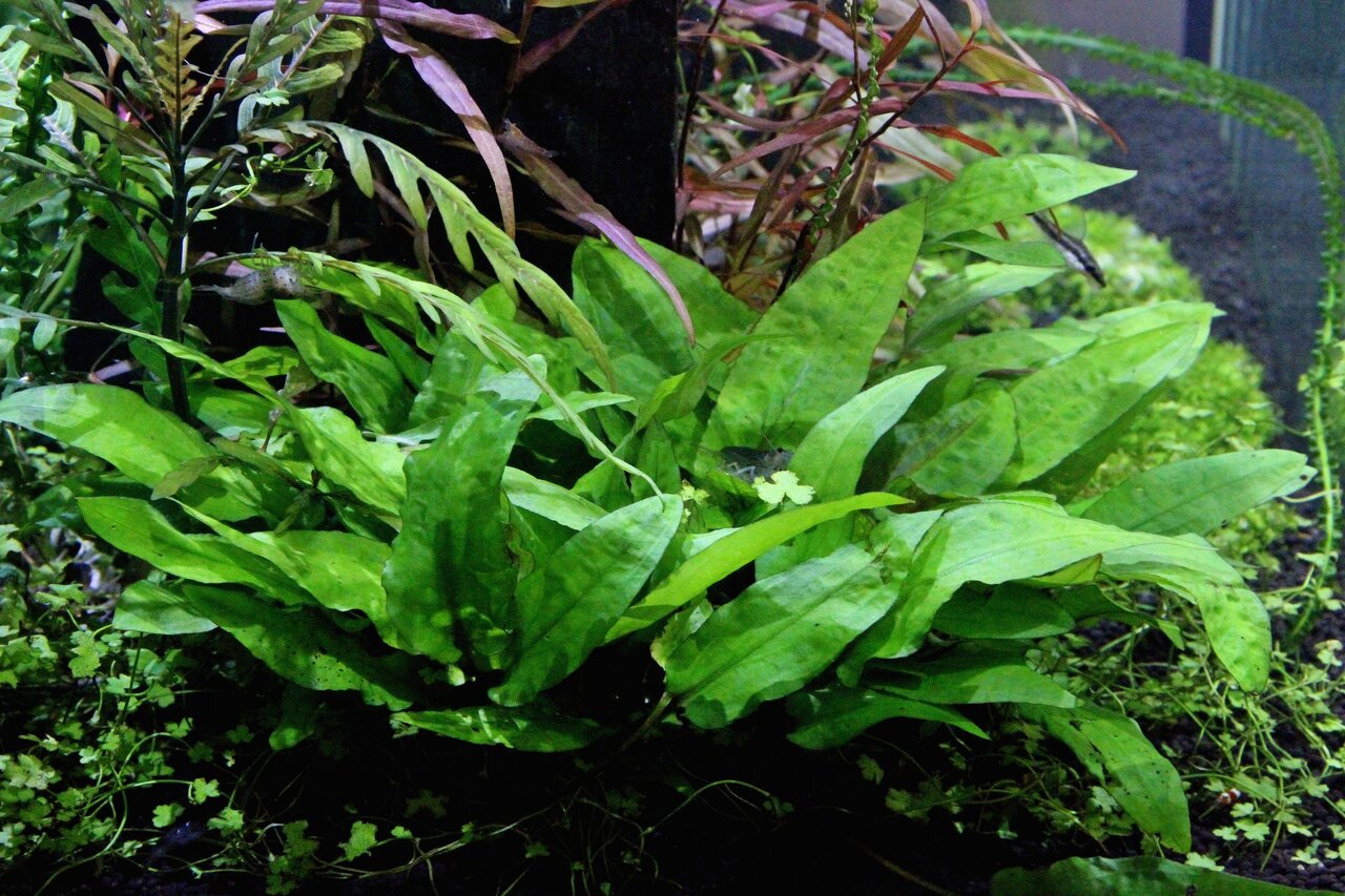 ALOHA Aquarienpflanze, für Süßwasseraquarien, leuchtend grüne Blätter, fördert Wasserqualität, bietet Verstecke, ideal für Aquarien.