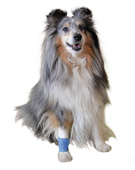 Vetlando Verband für Hunde, speziell entwickelt, zeigt Anwendung an gesundem Shetland Sheepdog mit langem Fell.