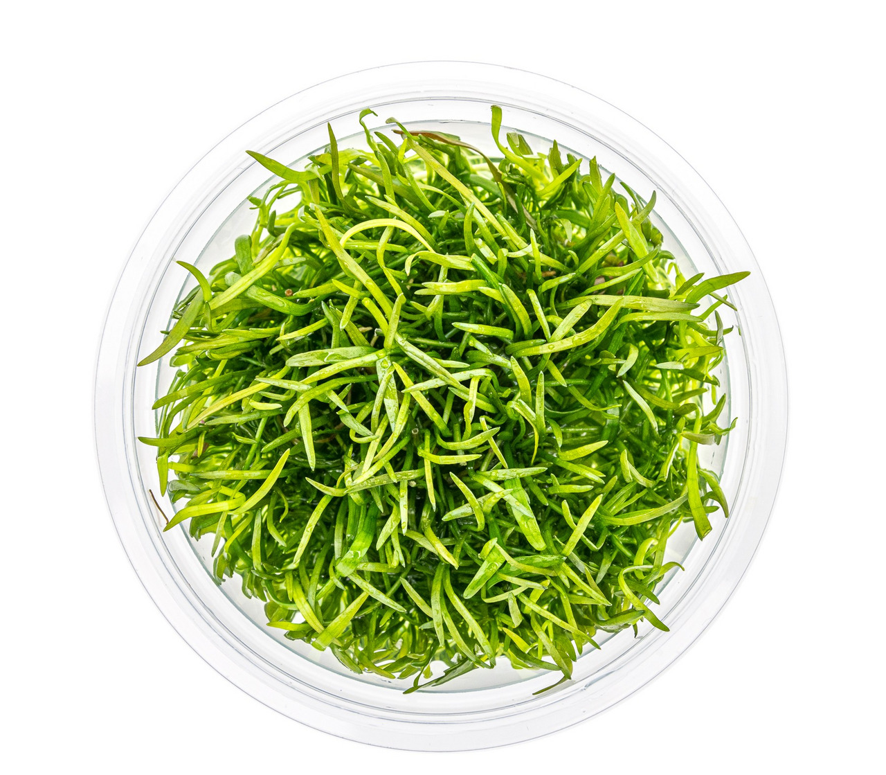 Rundes, transparentes Gefäß mit frischen Wasserpflanzen, ideal für Aquarien. Dichte, grasartige Blätter, saftig & lebendig.