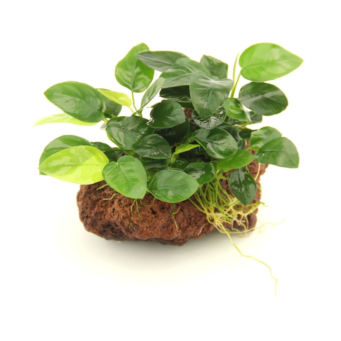 ALOHA Anubias nana auf Stein