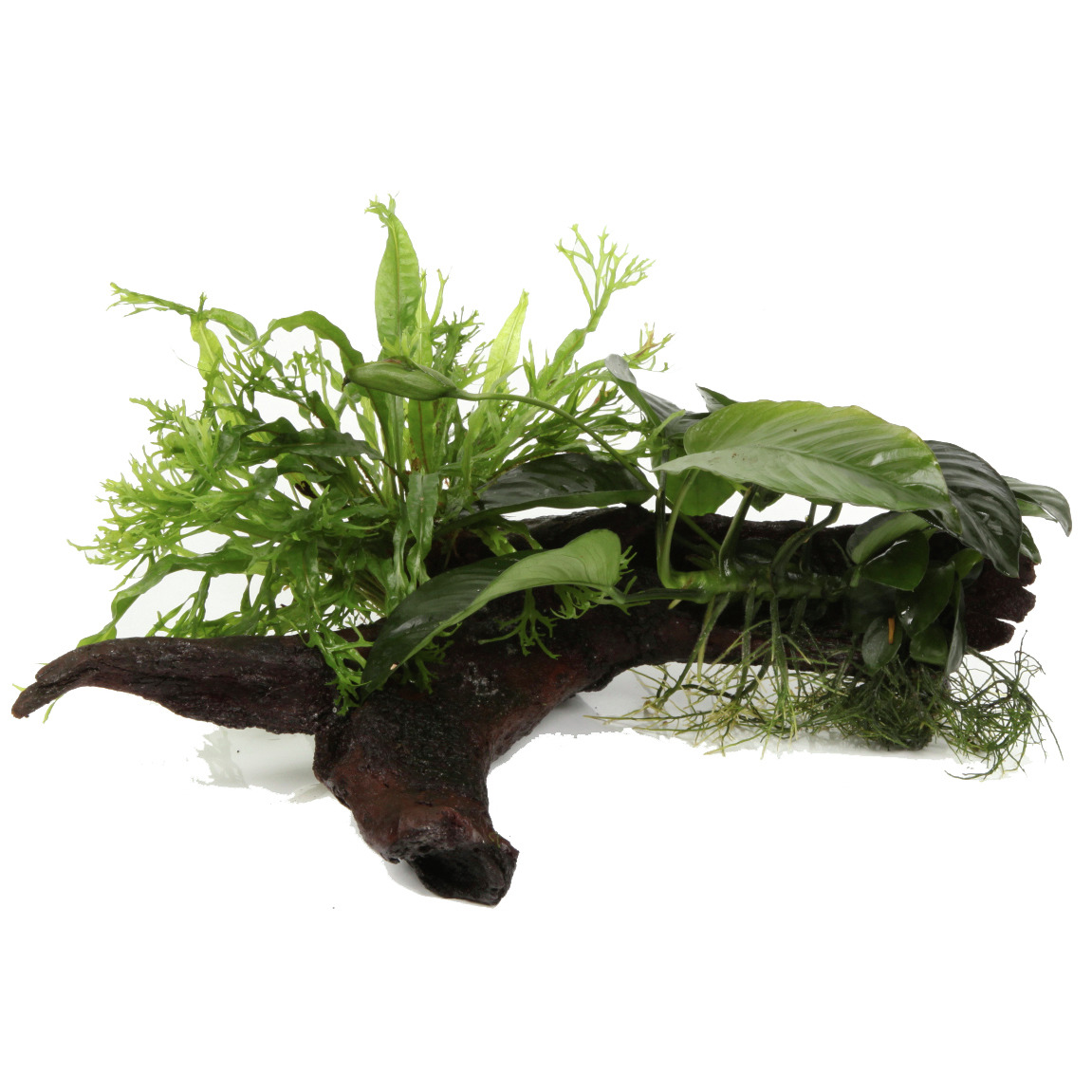 Das Bild zeigt das Produkt "Tropica Aquarium Dekoration", eine künstliche Aquarienpflanze auf einem dekorativen Holzstück. Zielgruppe sind Aquarienbesitzer, die eine natürliche Optik schaffen möchten. Die Pflanze ist detailreich gestaltet und eignet sich 