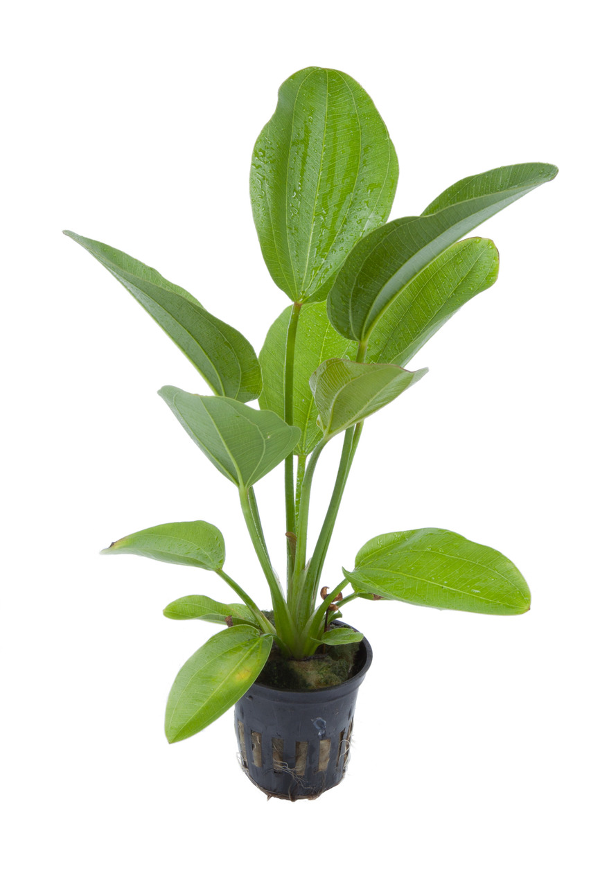 Echinodorus "Aquartica"