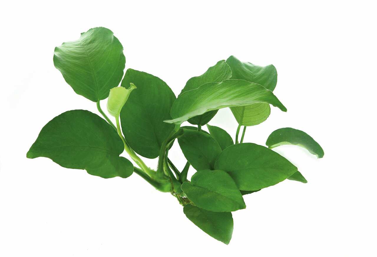 Das Bild zeigt eine grüne Wasserpflanze der Art Anubias barteri var. nana, die häufig in Aquarien verwendet wird. Die Pflanze hat kräftige, dunkelgrüne Blätter mit einer glatten Oberfläche und wächst kompakt. Sie eignet sich ideal für Süßwasseraquarien un