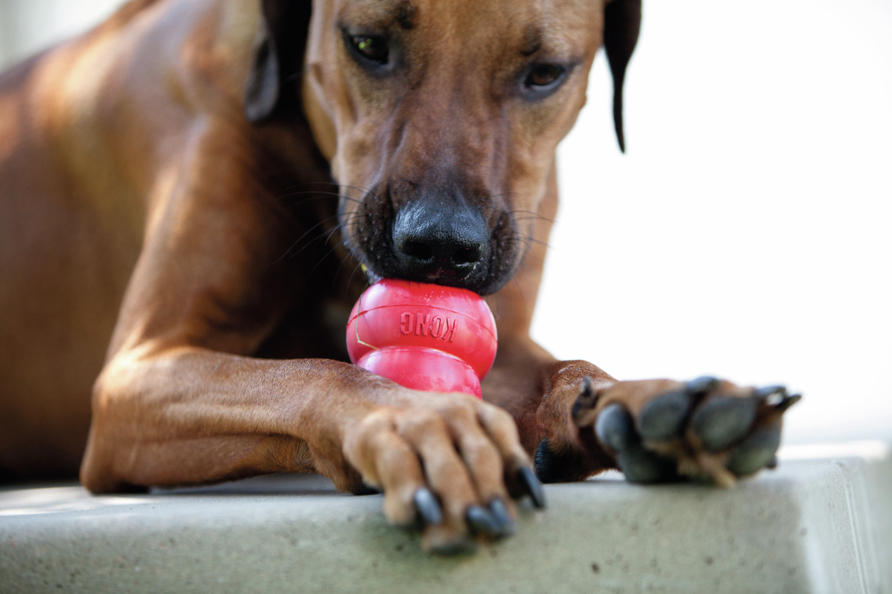 KONG-Spielzeug für mittelgr.-große Hunde, robustes Kauspielzeug, befüllbar mit Leckerlis, ideal zur Beschäftigung.
