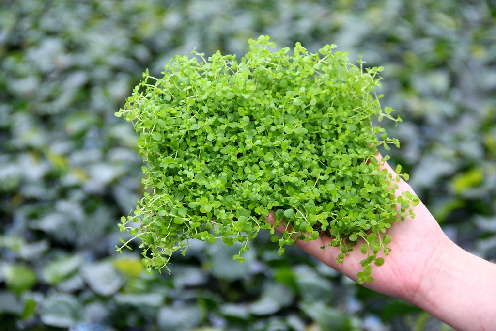 Micranthemum 'Monte Carlo', Bodendecker für Aquarien, kleine runde Blätter, ideal für feuchte Umgebungen, üppige Menge.