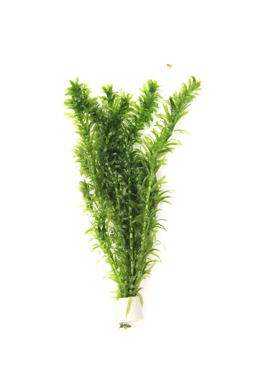 ALOHA künstl. Aquariumpflanze, für Süßwasseraquarien, Grün, Kunststoff, Deko+Versteck f. Fische, pflegeleicht, keine Wartung.