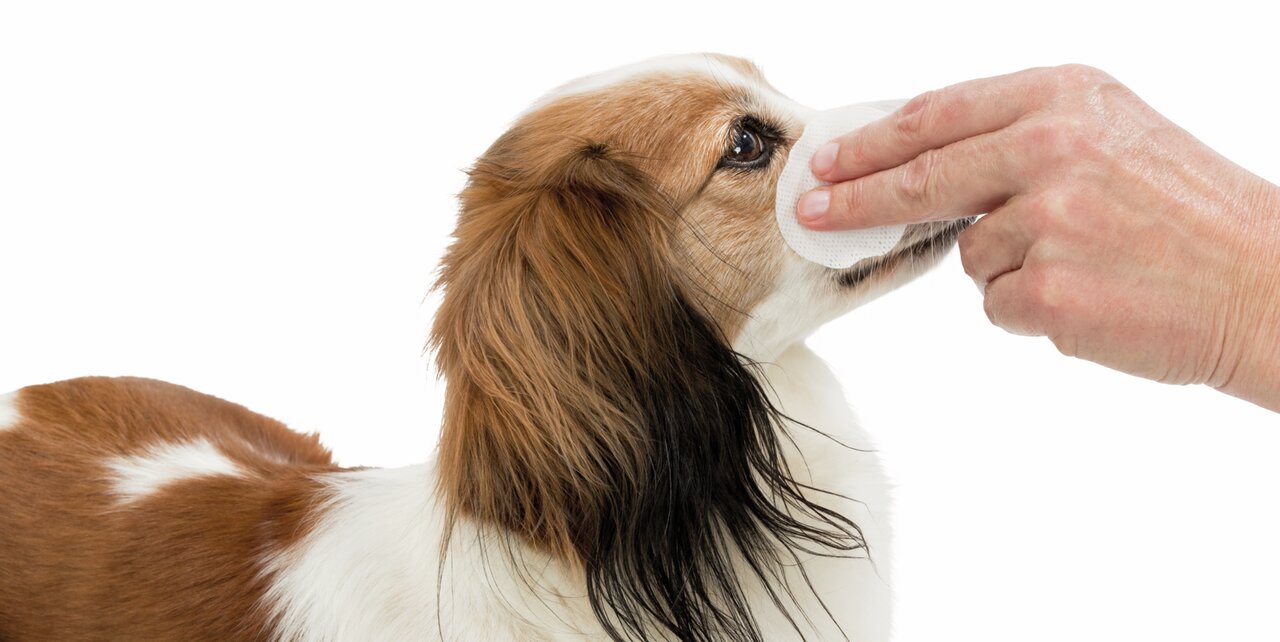 Ein Hund wird mit einem Reinigungspad an der Schnauze gepflegt. Praktisch für die Hygiene von Hundengesichtern. Marke: TRIXIE.
